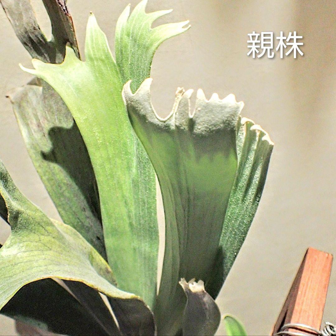 ビカクシダ マジュス ② P. bifurcatum cv.'Majus’