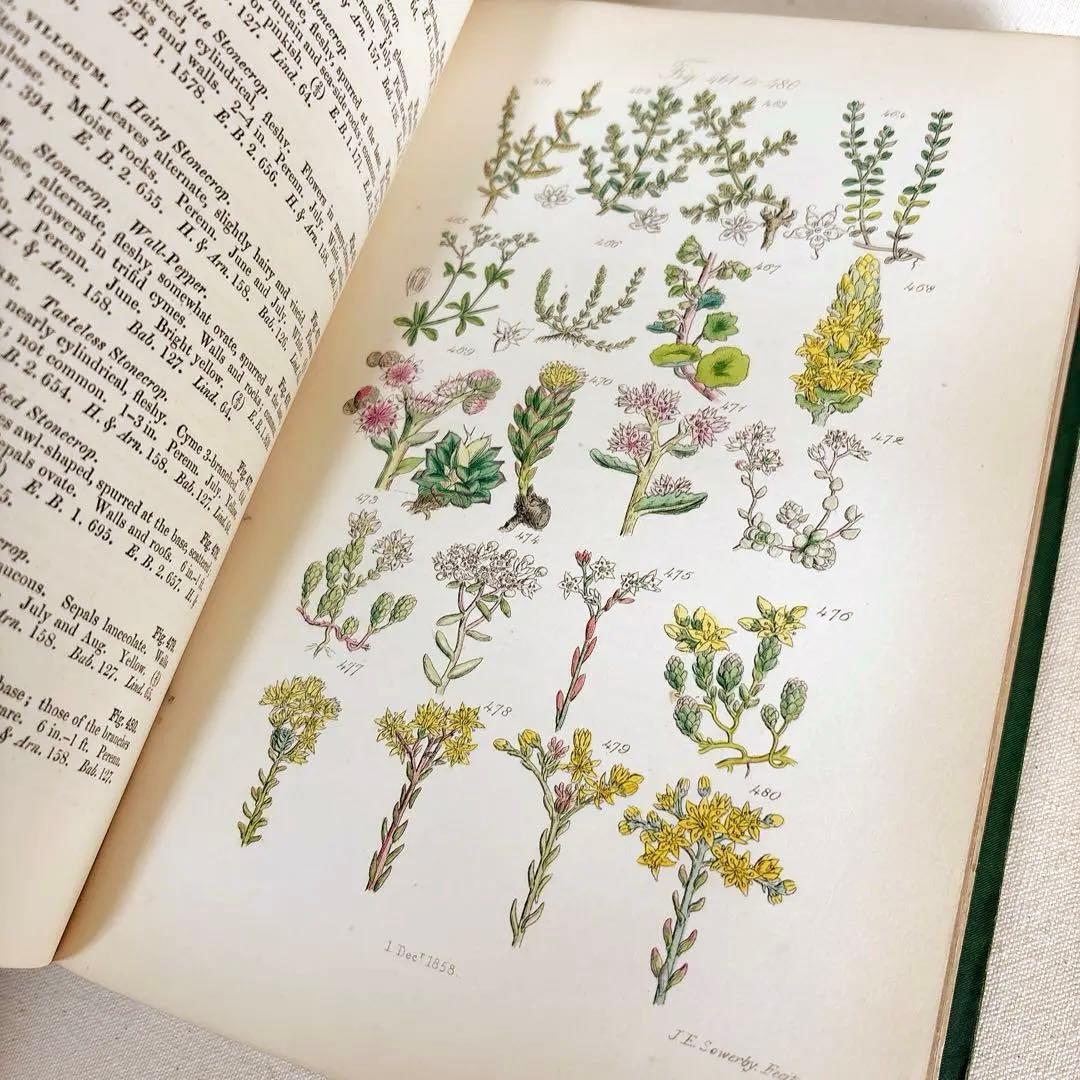 洋書　1876年 野の花 British 花 植物図鑑 英国 Sowerby