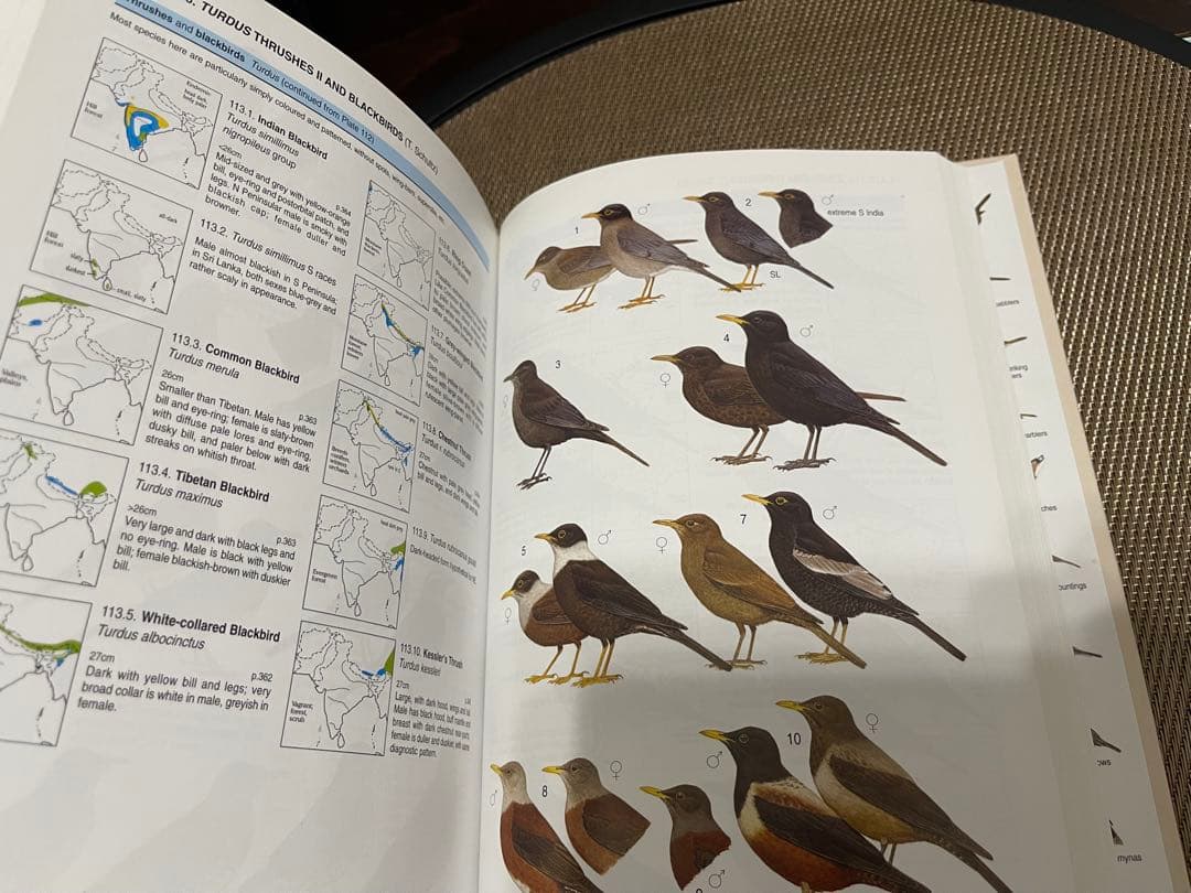 洋書 Birds of South Asia: The Ripley Guide