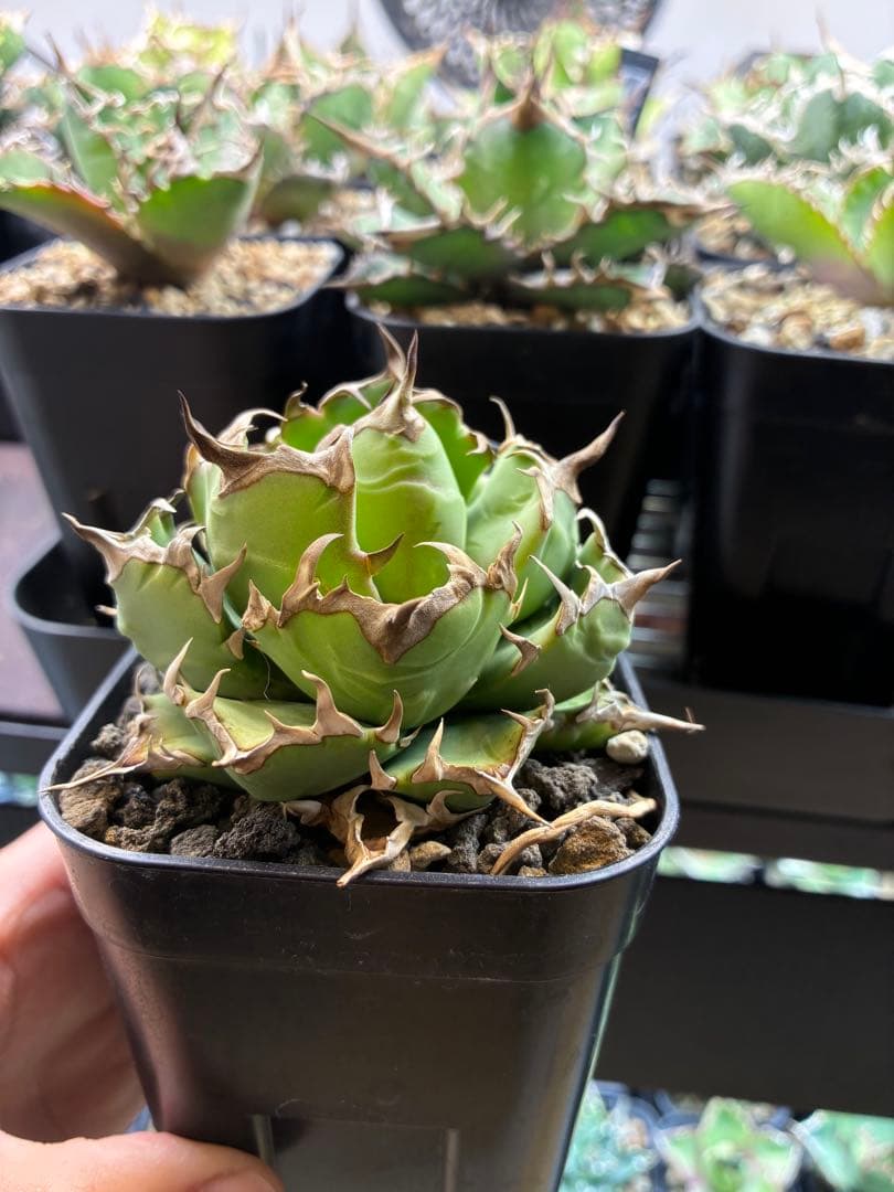 アガベ チタノタ 姫厳竜 oc 作り込み株 コンパクト