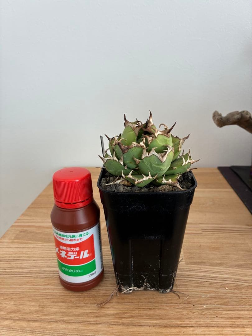 アガベ チタノタ 姫厳竜 oc 作り込み株 コンパクト