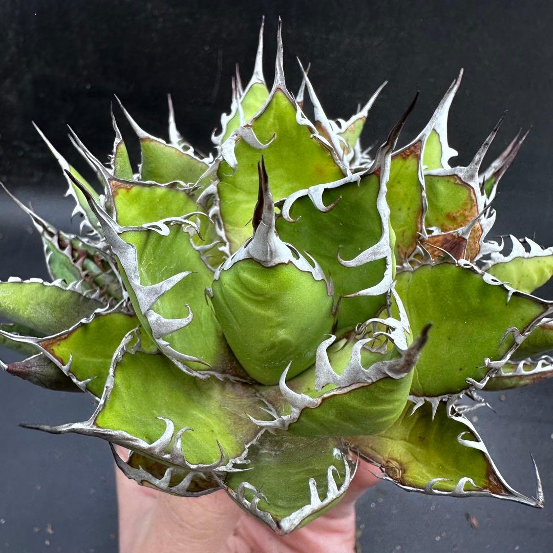 多肉植物・アガベ・チタノタ・ホリダ・ボール型・極上強刺・四頭株・クワトロヘッド