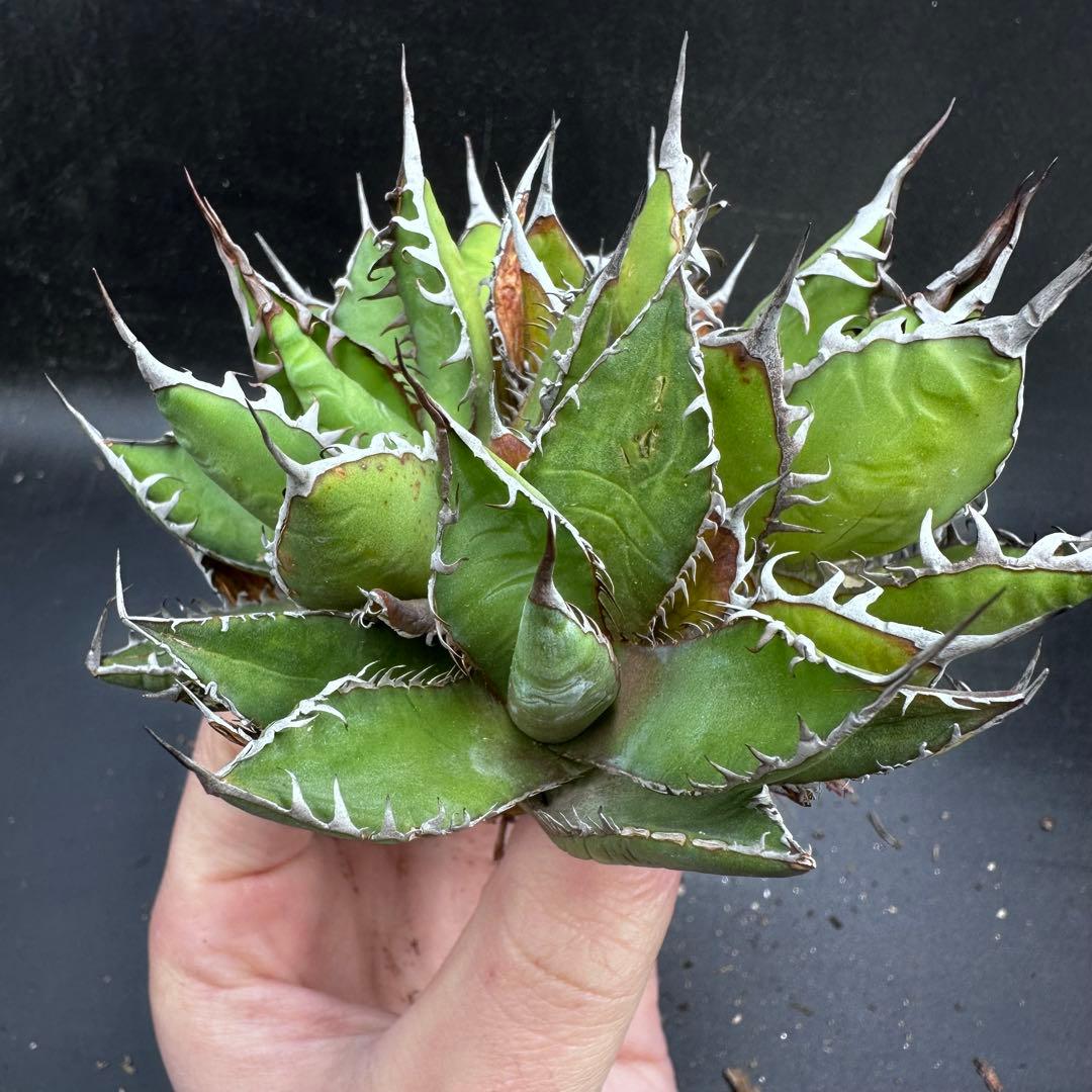 多肉植物・アガベ・チタノタ・ホリダ・ボール型・極上強刺・四頭株・クワトロヘッド