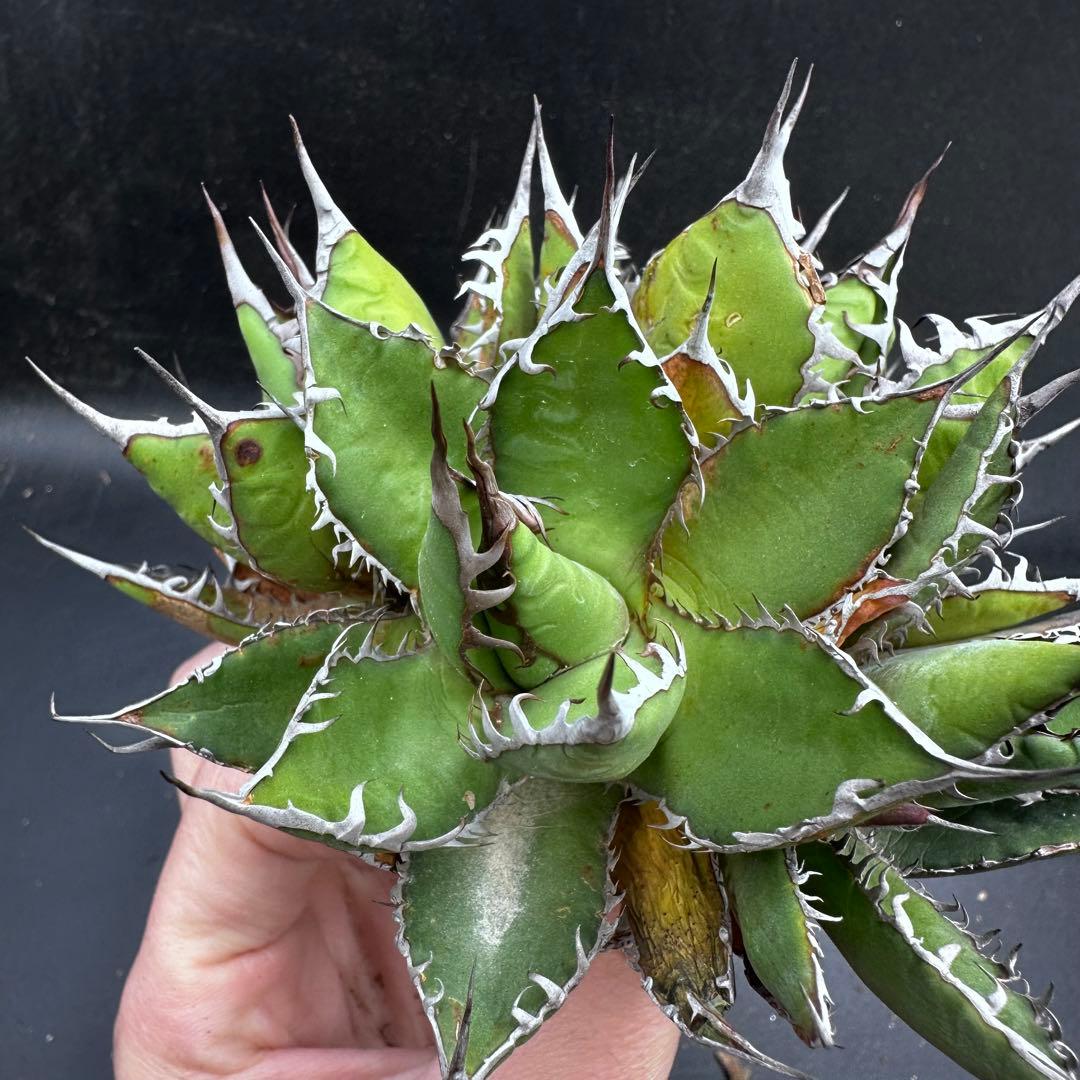 多肉植物・アガベ・チタノタ・ホリダ・ボール型・極上強刺・四頭株・クワトロヘッド