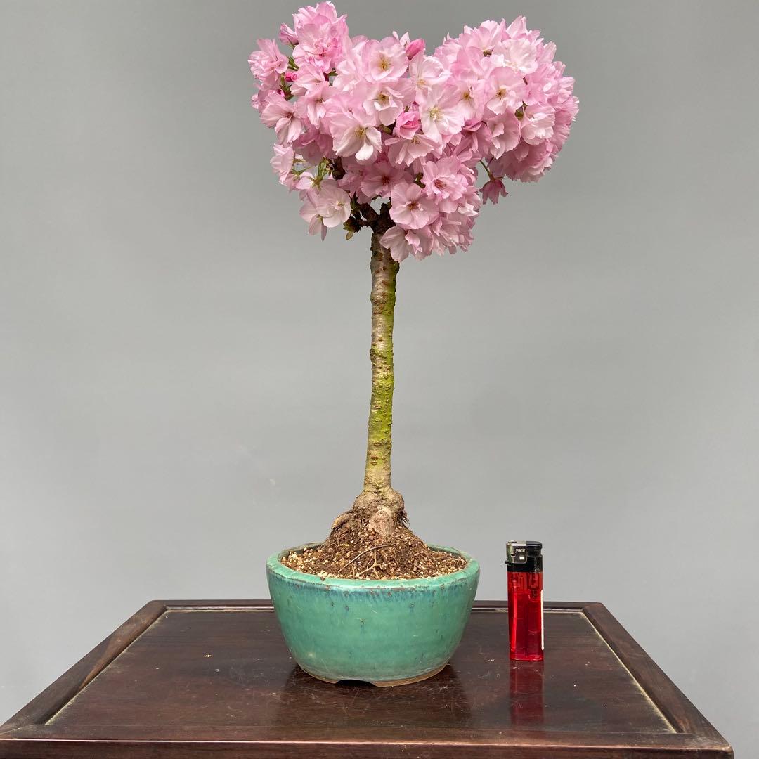 一才桜(旭山）盆栽　２点セット盆栽素材