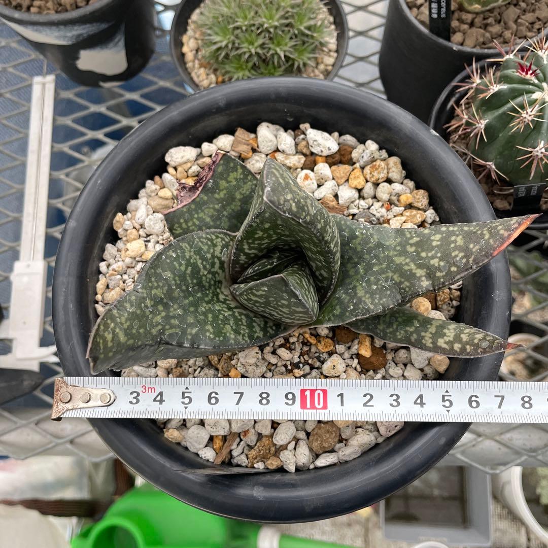 ガステリア エクセレサ 子株1つ付き 6号菊鉢