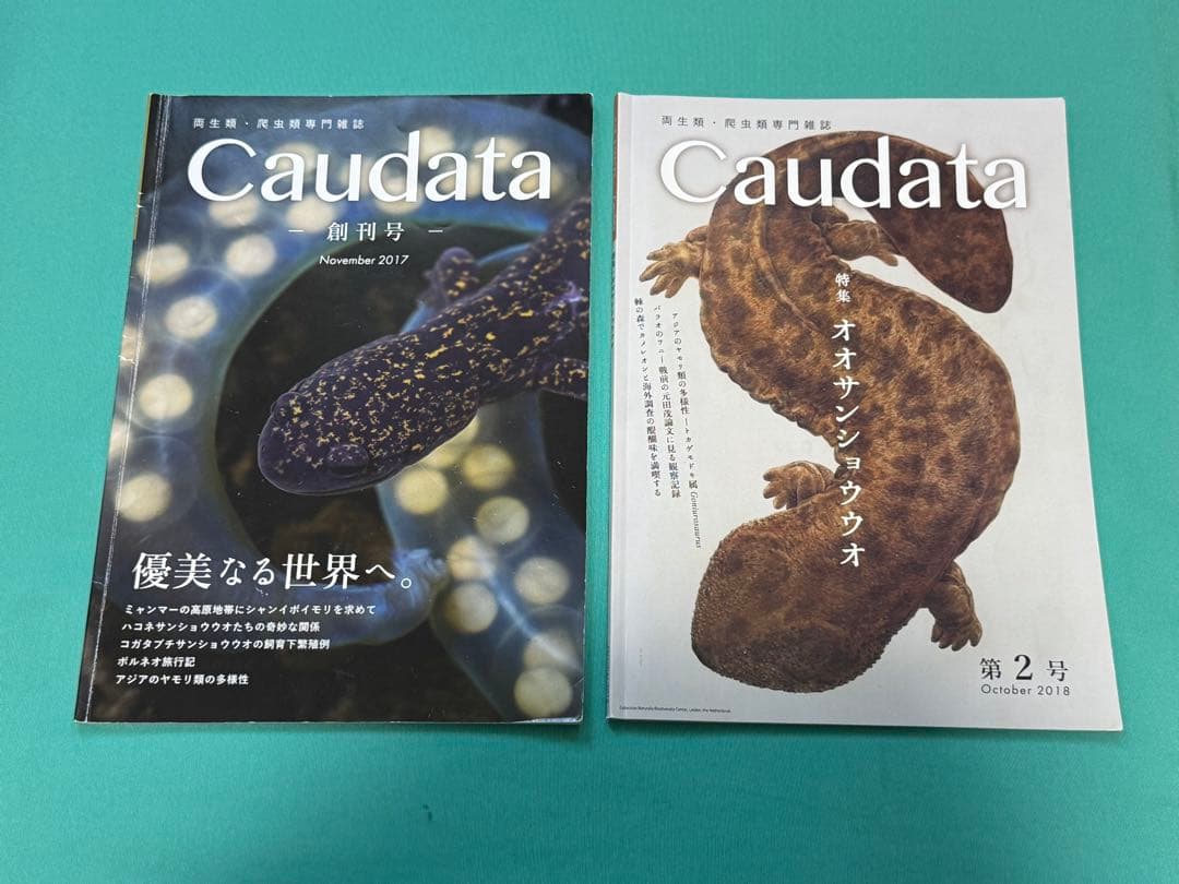 けこけこ Caudata セット(バラ売り不可)