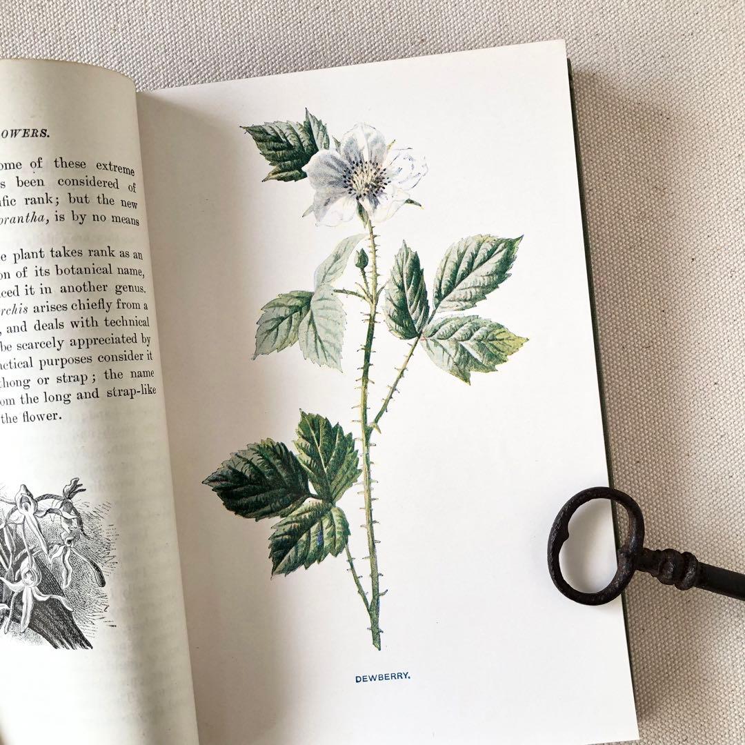 1910年 イギリスの希少な植物図鑑 FWF3 アンティーク