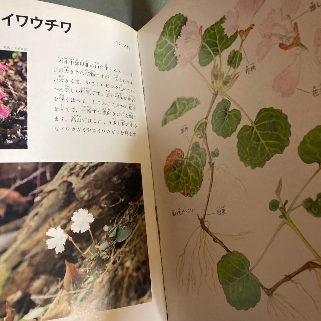 身近な野草とキノコ : 花のつくりがよくわかる植物観察図鑑 旺文社 松原巌樹