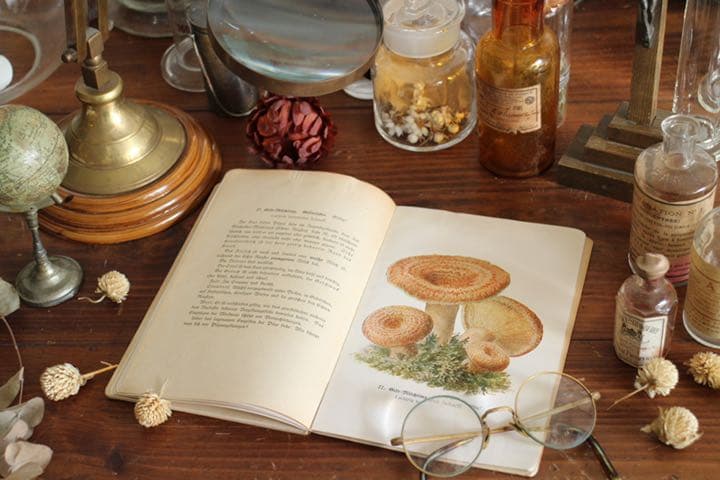 T-51  レトロ　古いきのこ図鑑　本　洋書　ディスプレイ　アンティーク