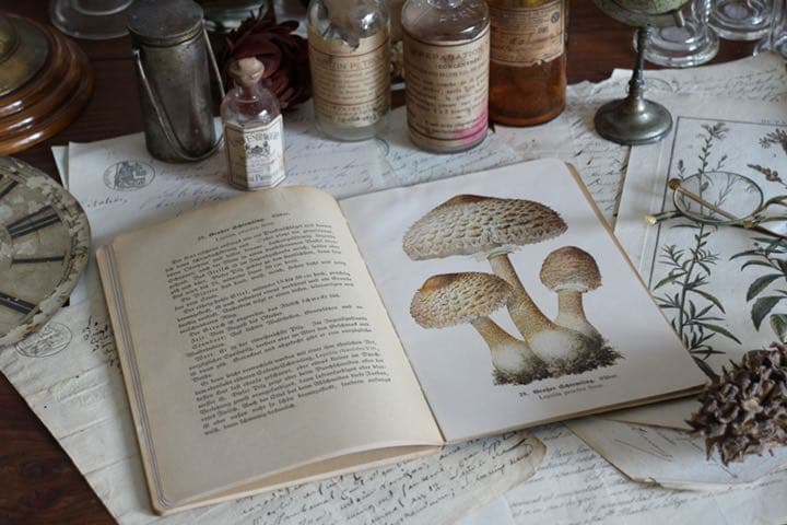 T-51  レトロ　古いきのこ図鑑　本　洋書　ディスプレイ　アンティーク