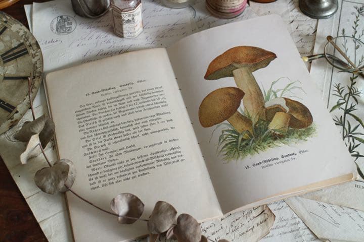 T-51  レトロ　古いきのこ図鑑　本　洋書　ディスプレイ　アンティーク