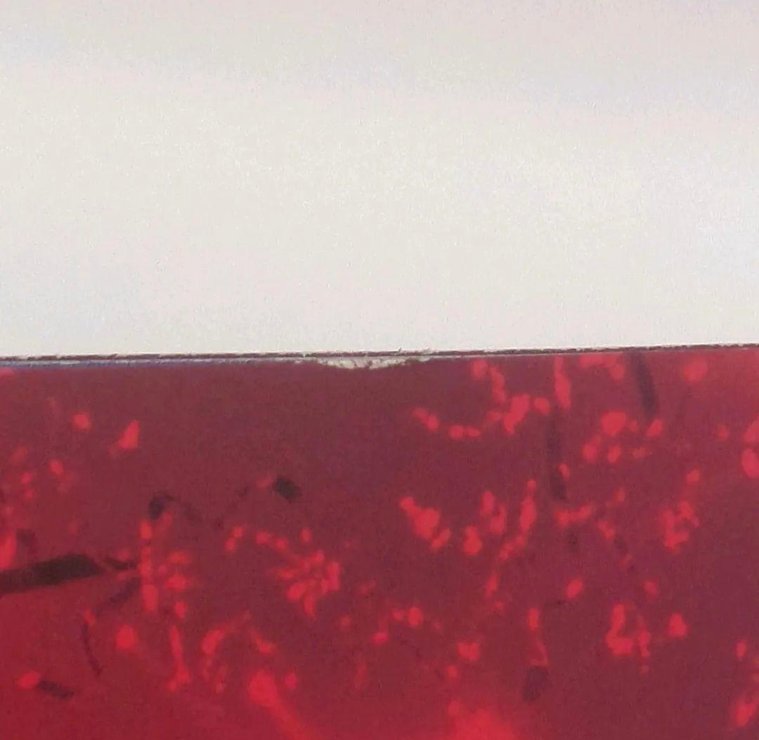 ミュージック DVD LIVE DA PUMP 2016-2017 RED