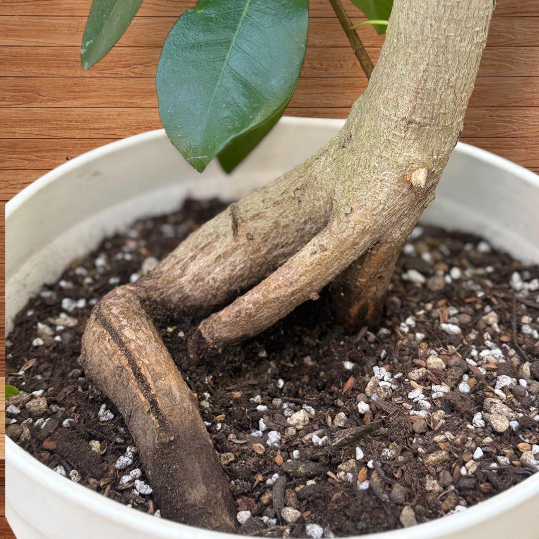 フランスゴムの木 フィカス•ルビギノーサ♪ 152cm リビングサイズ♪