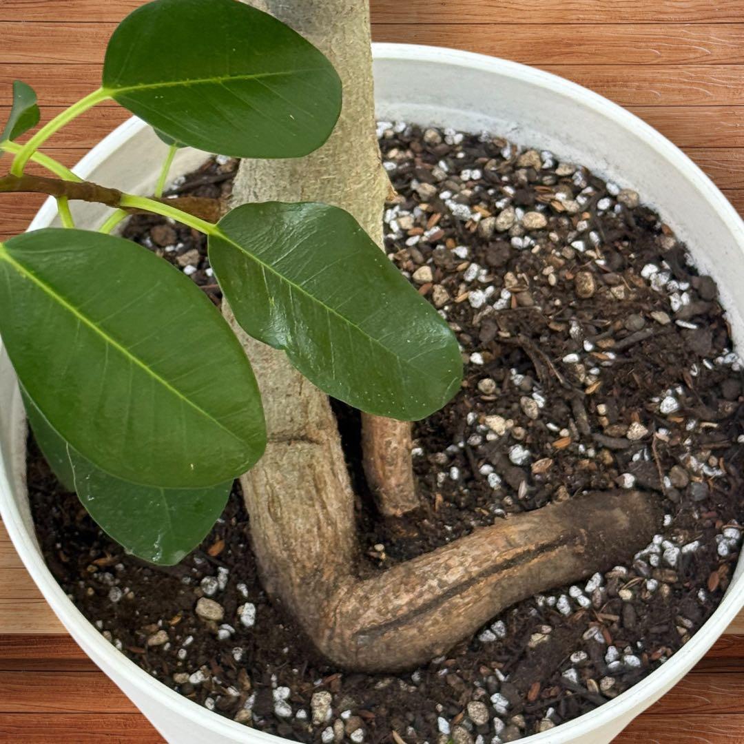 フランスゴムの木 フィカス•ルビギノーサ♪ 152cm リビングサイズ♪