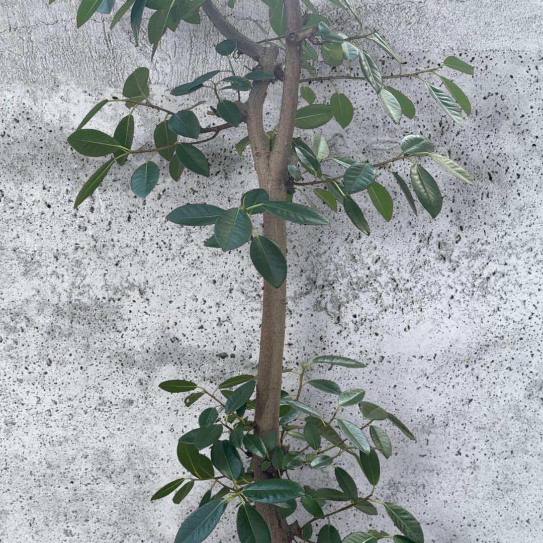 フランスゴムの木 フィカス•ルビギノーサ♪ 152cm リビングサイズ♪