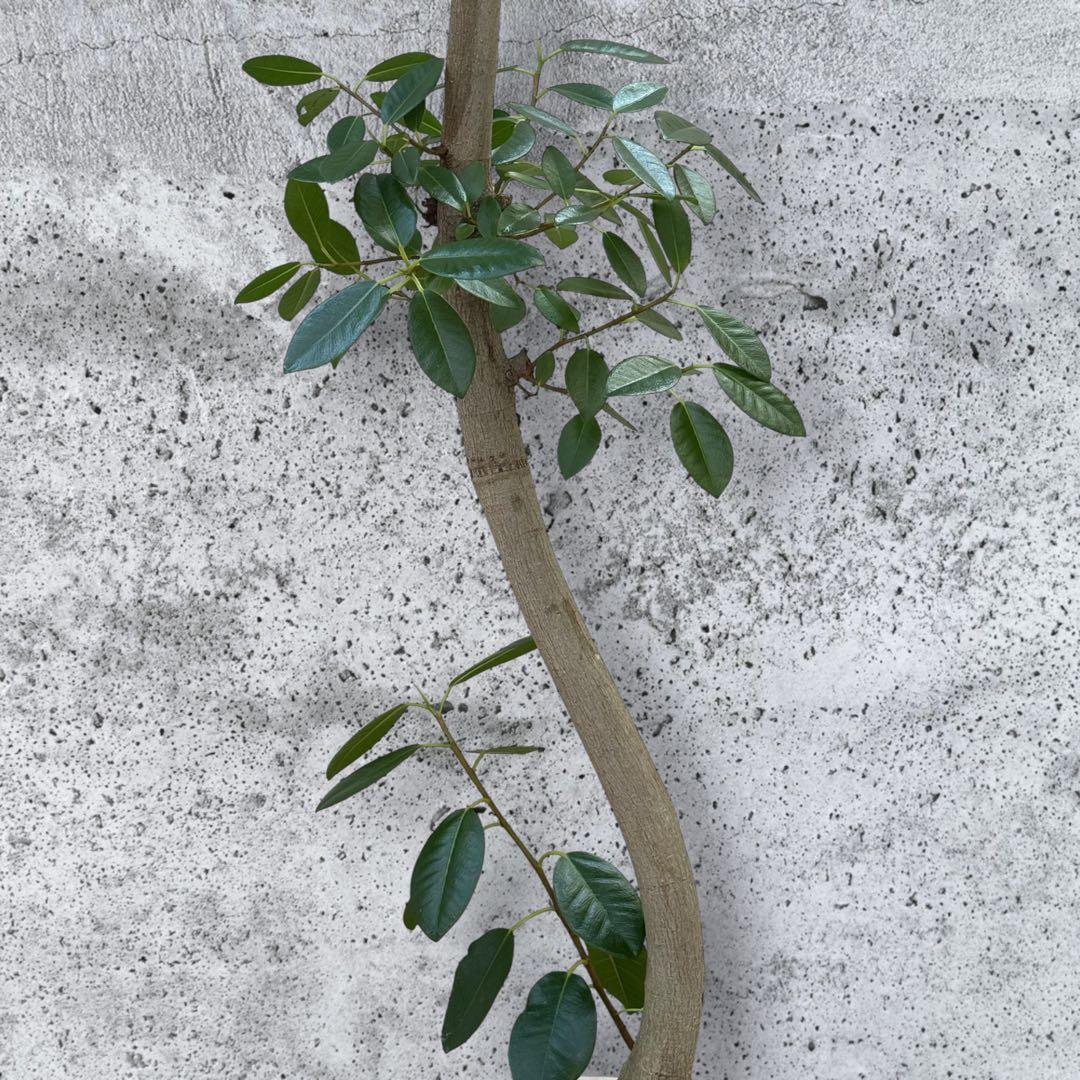 フランスゴムの木 フィカス•ルビギノーサ♪ 152cm リビングサイズ♪