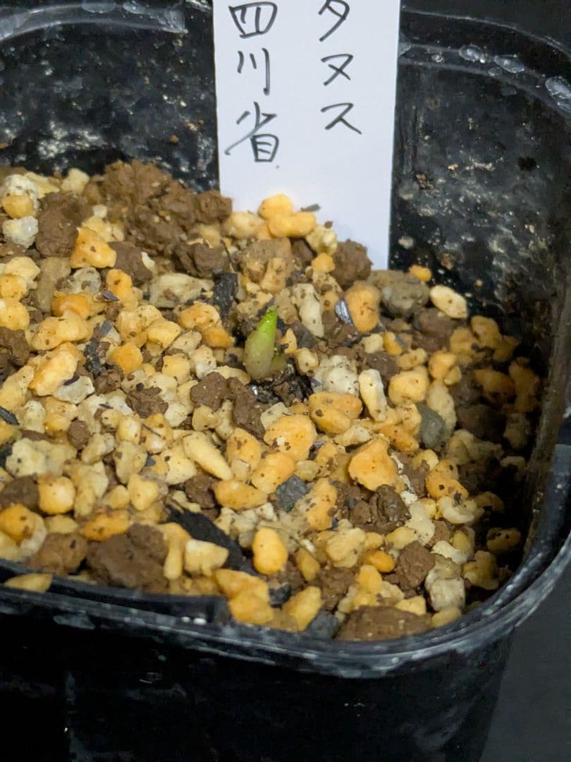 ヘレボルス　クリスマスローズ　チベタヌス　３年苗