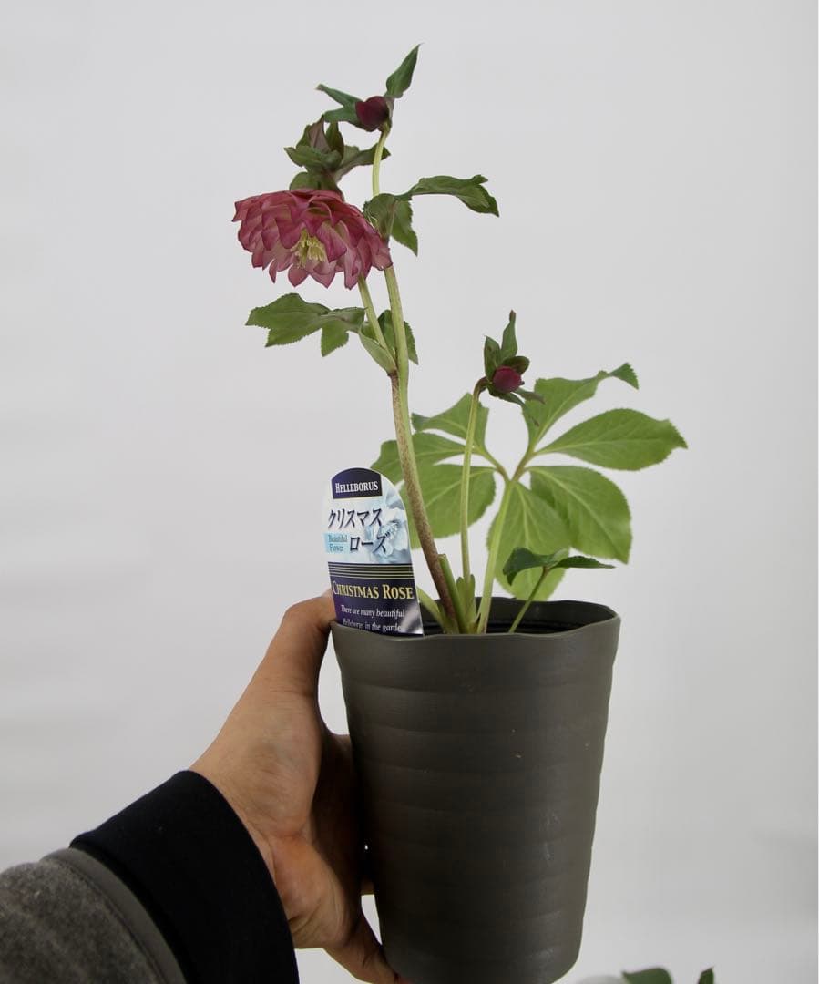 八重咲きクリスマスローズ　4号　8鉢