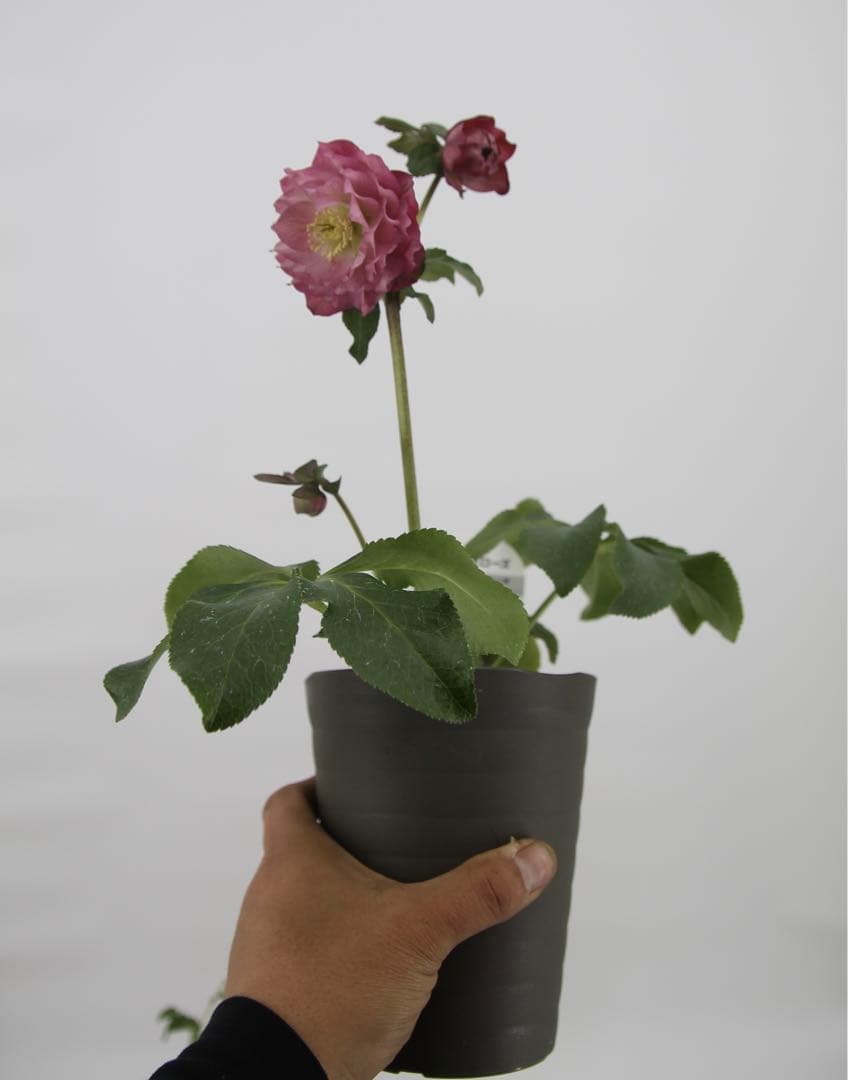 八重咲きクリスマスローズ　4号　8鉢