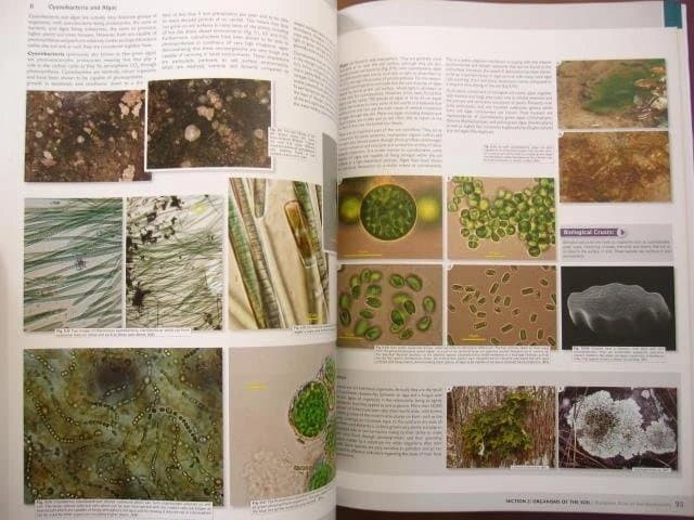 洋書 European Atlas of Soil Biodiversity