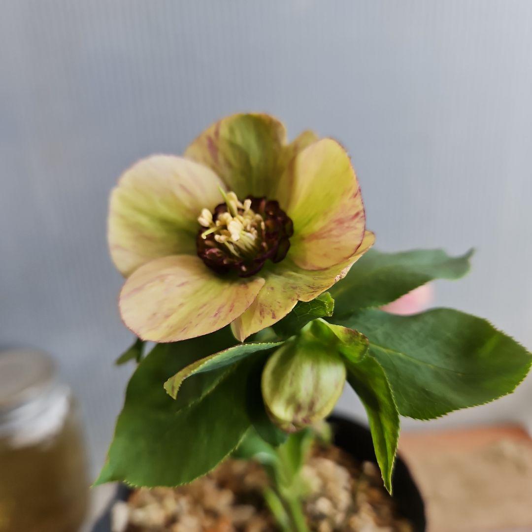 ★H&D様ご購入苗㉖-566㉖-579㉖-590クリスマスローズ