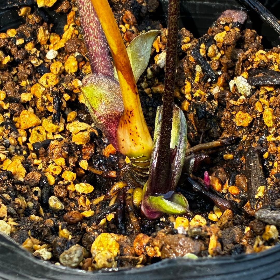 3920☘️1年間管理株☘️⭐️赤黒〜いアンティークな赤⭐️