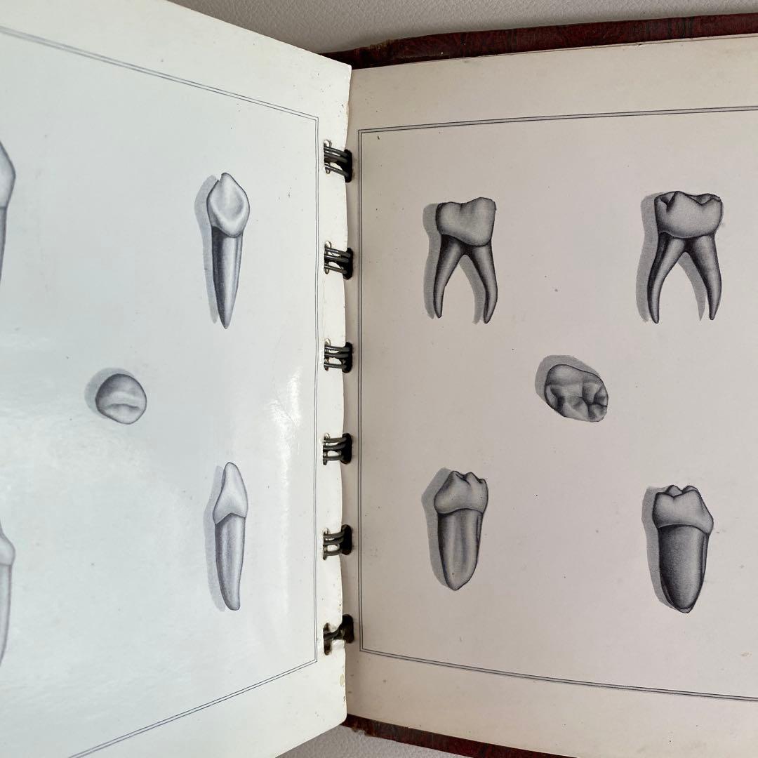 1948-49年 米国歯科 カービング教材 完品