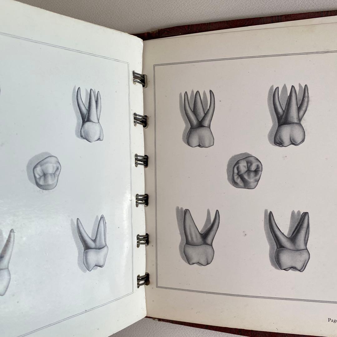 1948-49年 米国歯科 カービング教材 完品