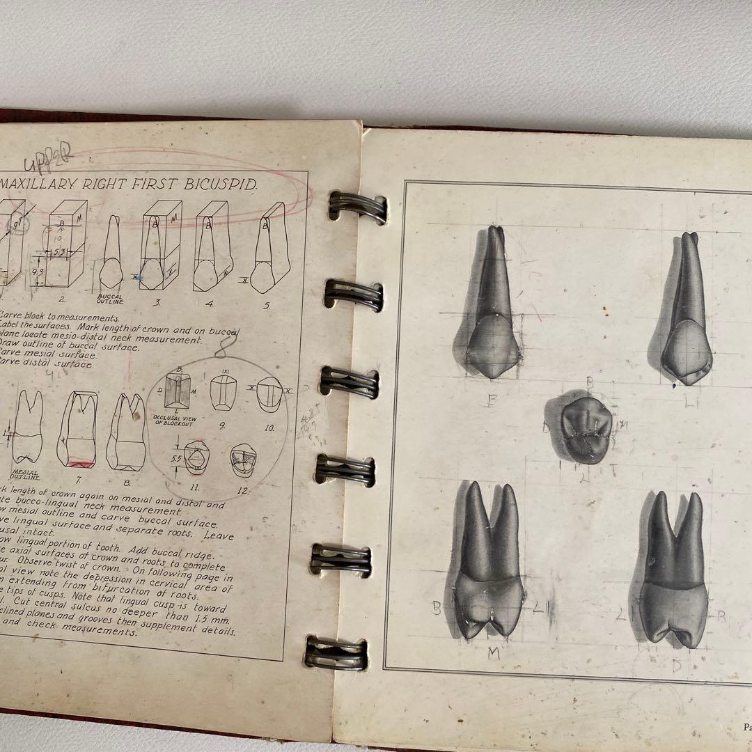 1948-49年 米国歯科 カービング教材 完品