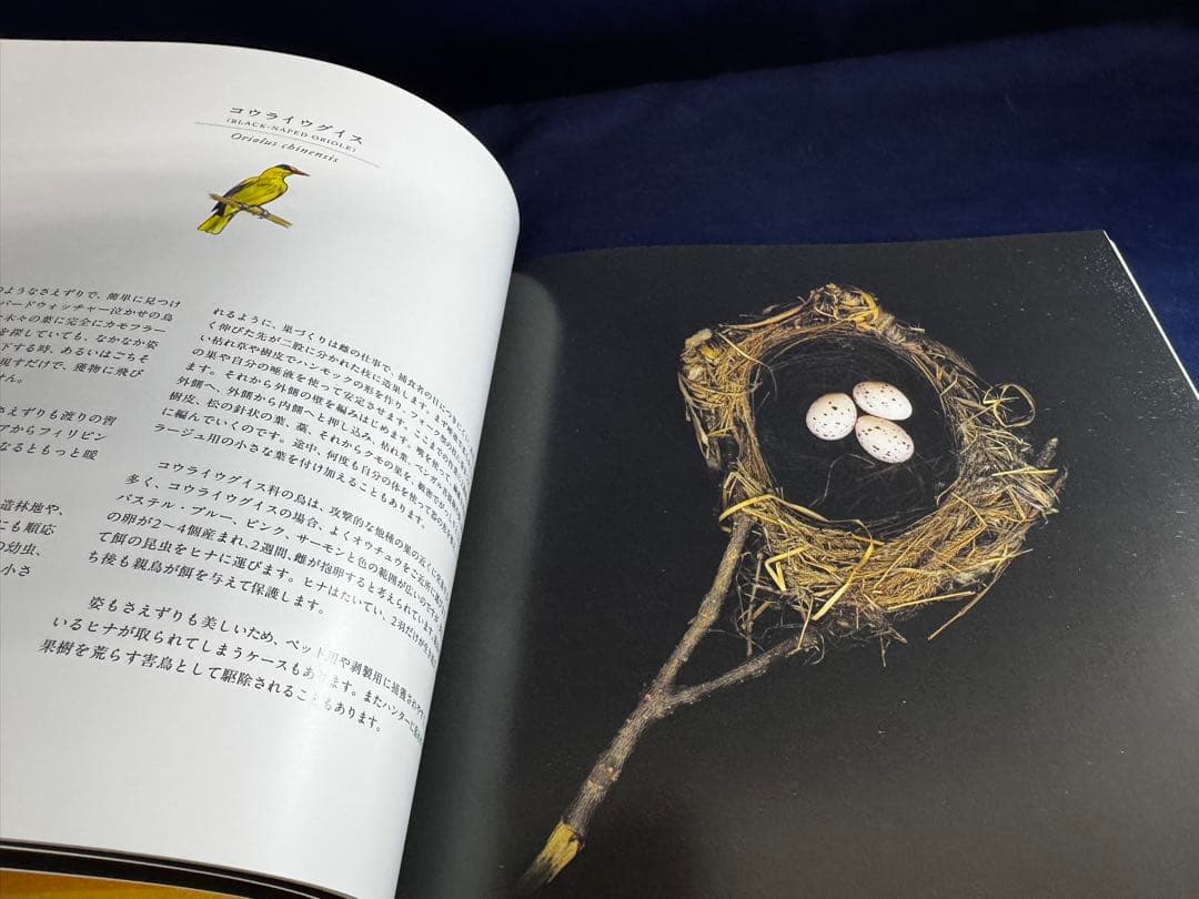 「写真集　鳥の巣」SHARON BEALS グラフィック社