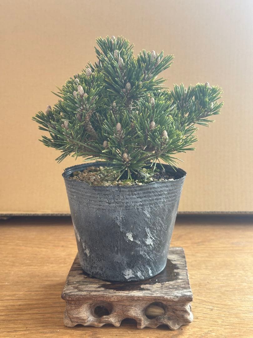 盆栽素材 黒松千寿丸-1