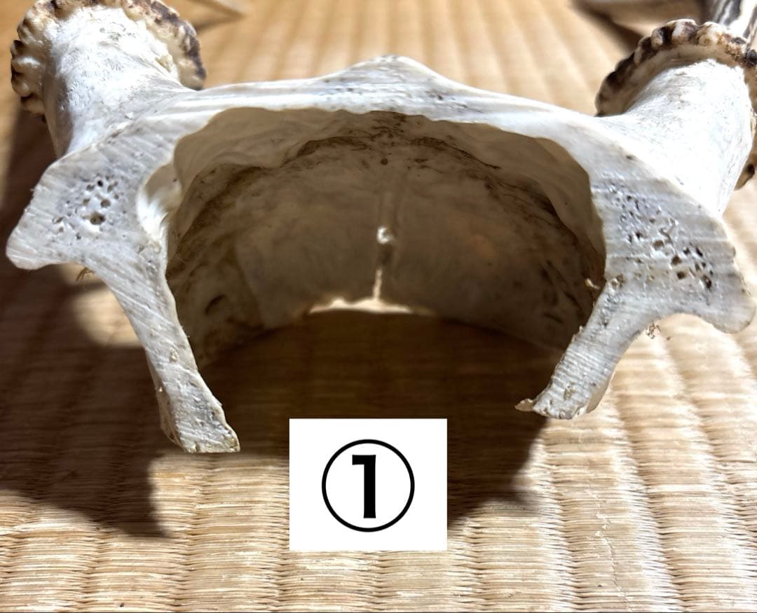 鹿の角 頭骨付きの角 まとめ売り