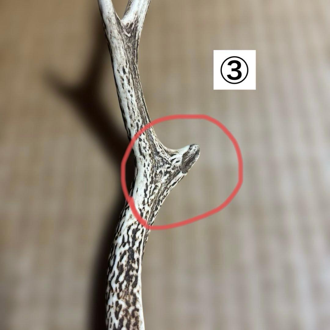 鹿の角 頭骨付きの角 まとめ売り