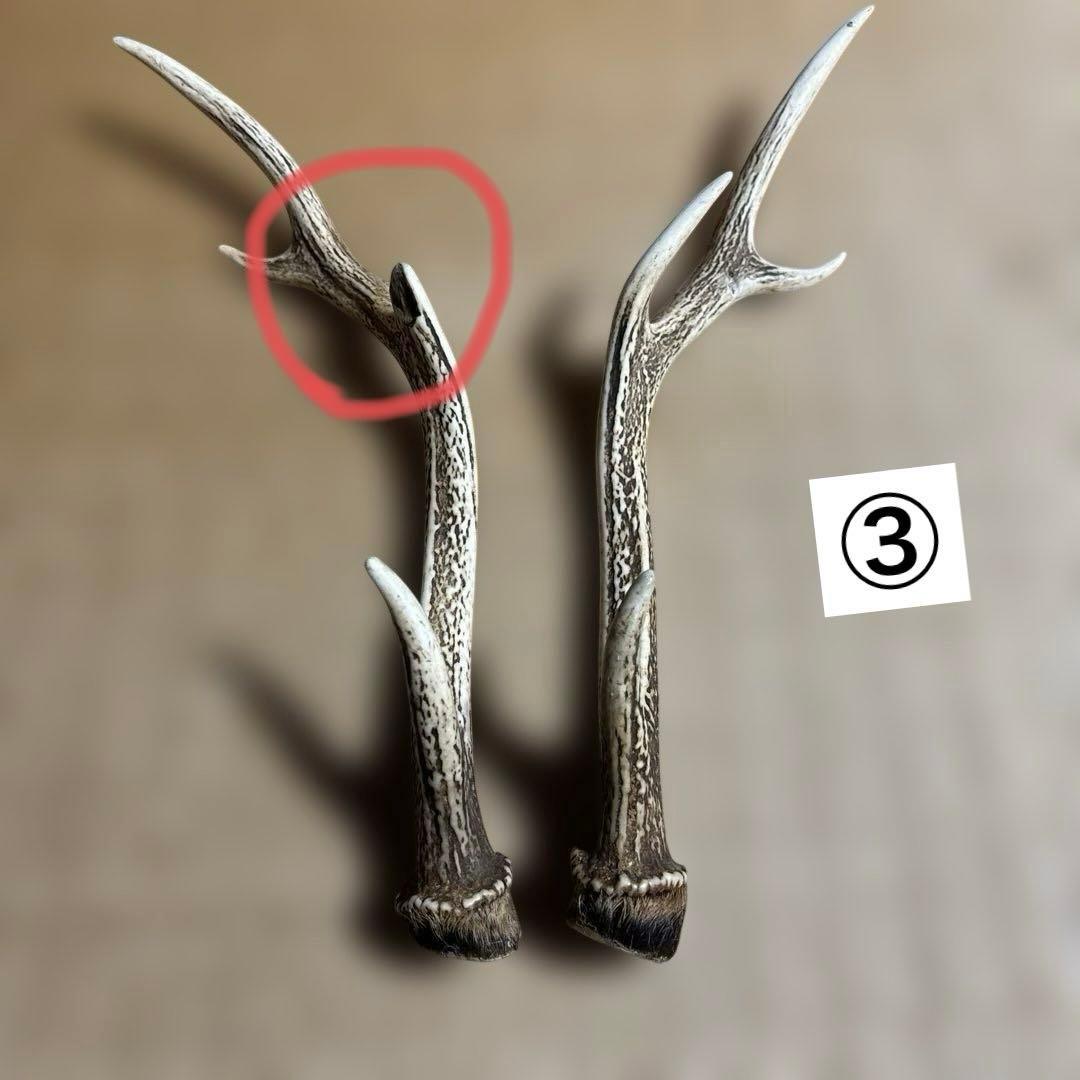 鹿の角 頭骨付きの角 まとめ売り