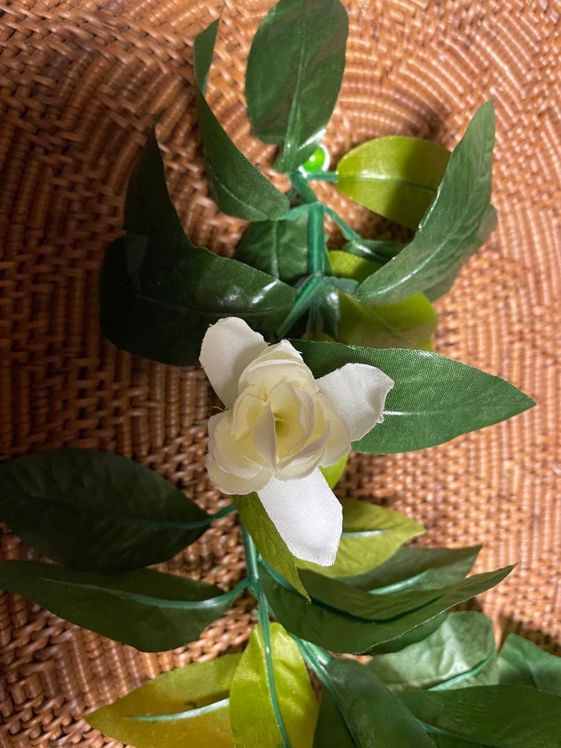 ★3本セット★チューベローズ・オープン・マイレイ 約180cm