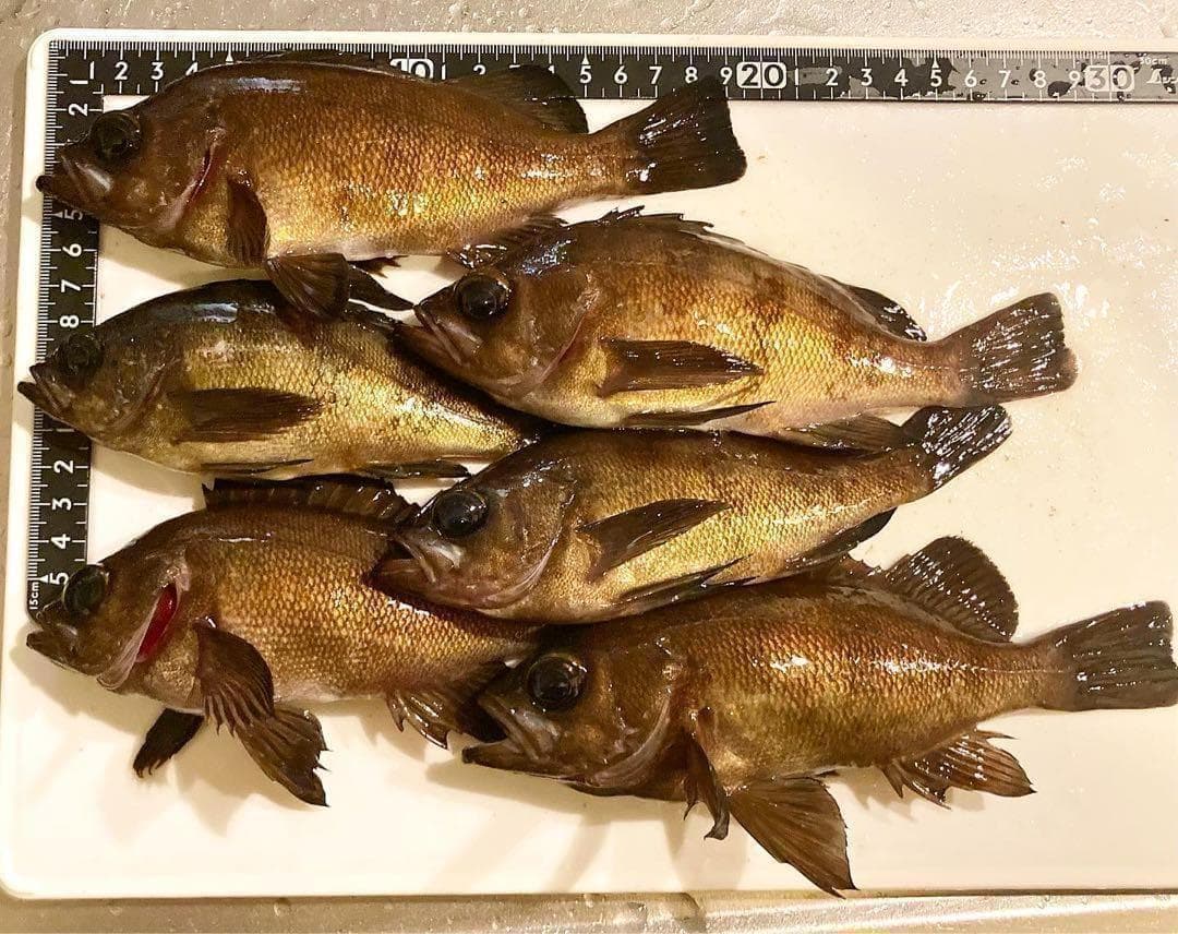 2026 1/1価格改定　ジグヘッド作成用 タングステンビーズ オーダーページ