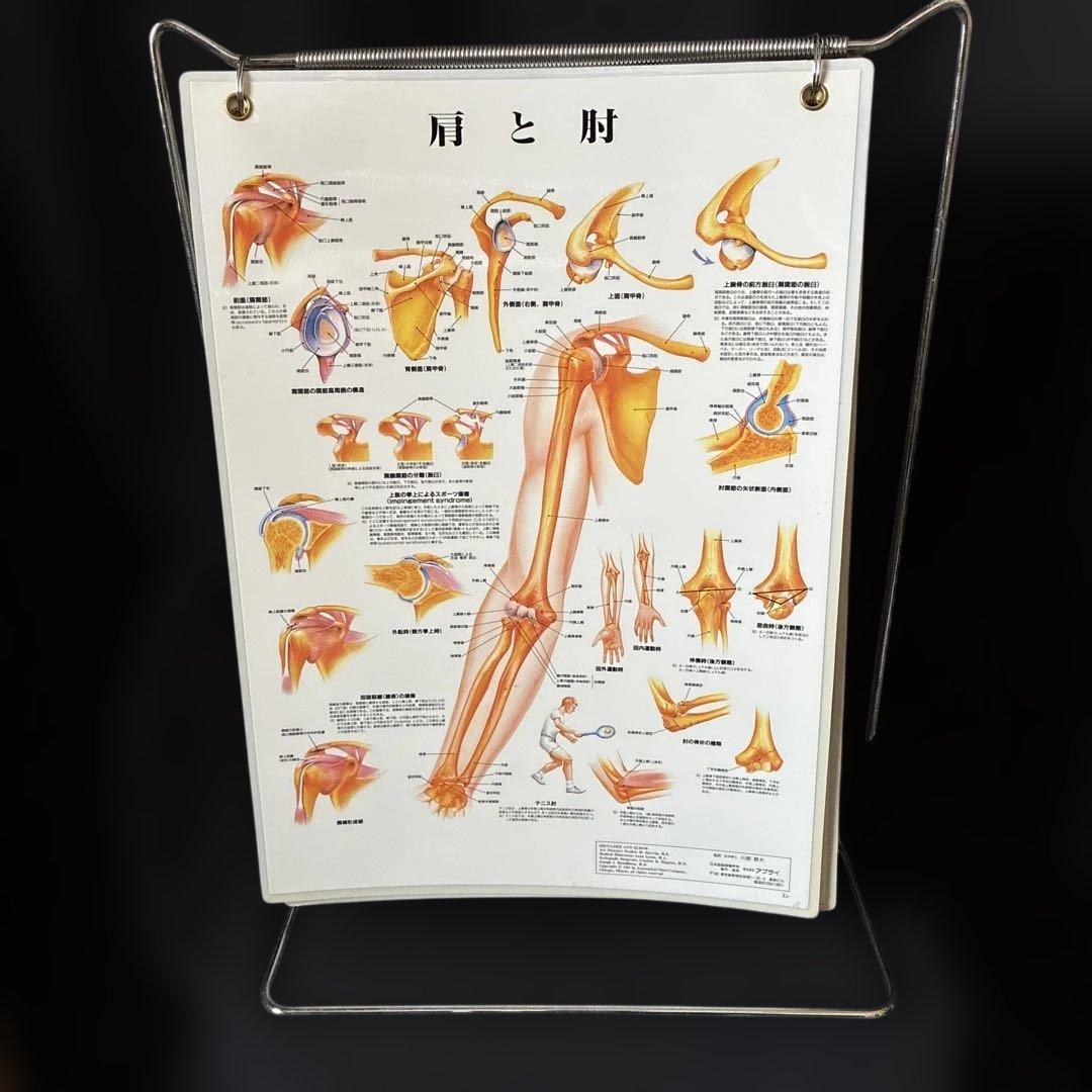 人体図 チャート　ラミネートポスター 13枚 ホルダー付き