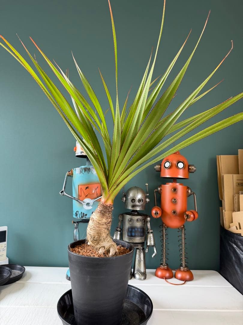 【タイムセール】ビヨウタコノキ / パンダナス タコノキ 極太 良株