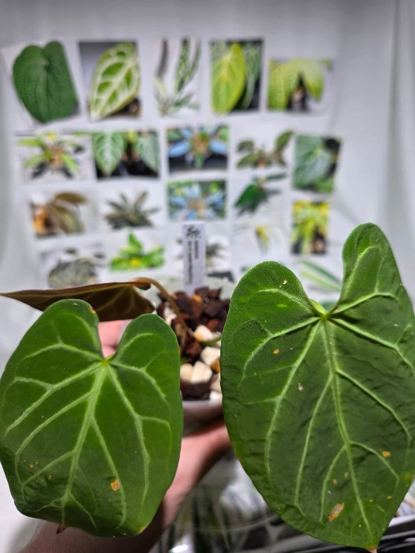 熱帯植物　アンスリウム　Ace of Spades×Magnificum 兎型