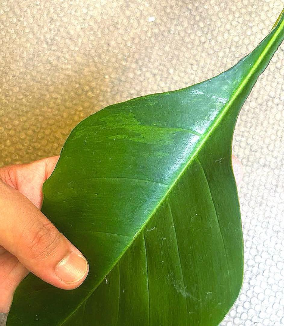 超希少PhilodendronJoepii'Variegated'TOPcut✂︎