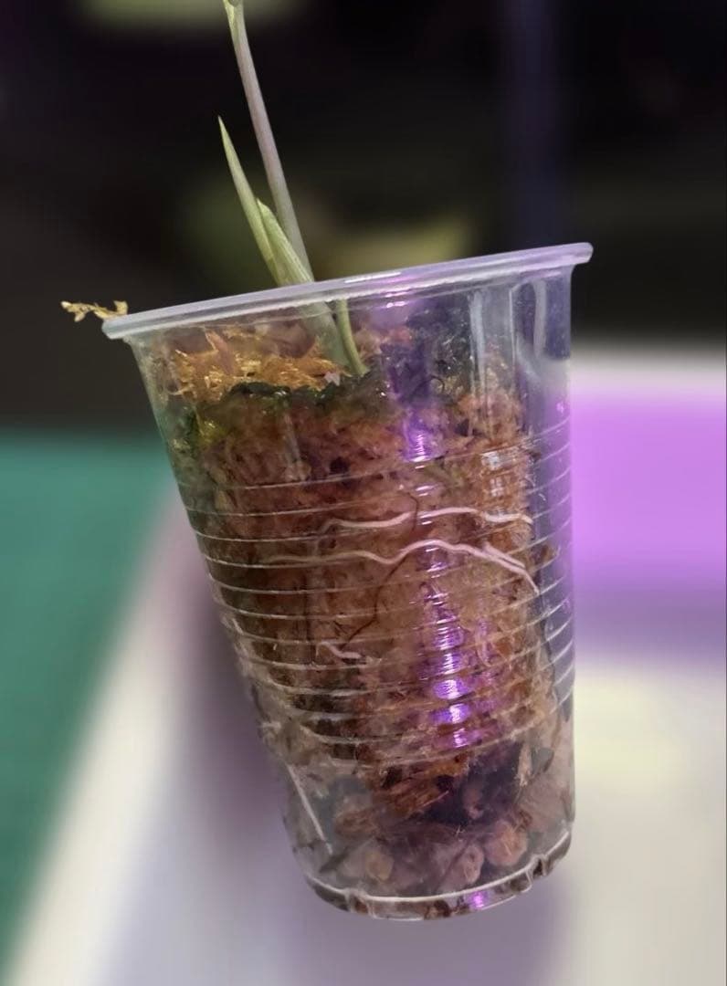 スキンダプサス ケンカナ センタラムのおまけ付き　L2