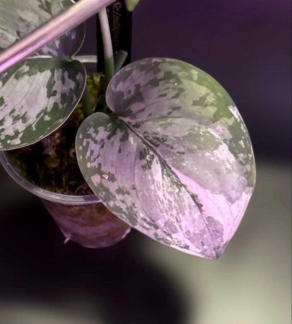 スキンダプサス ケンカナ センタラムのおまけ付き　L2