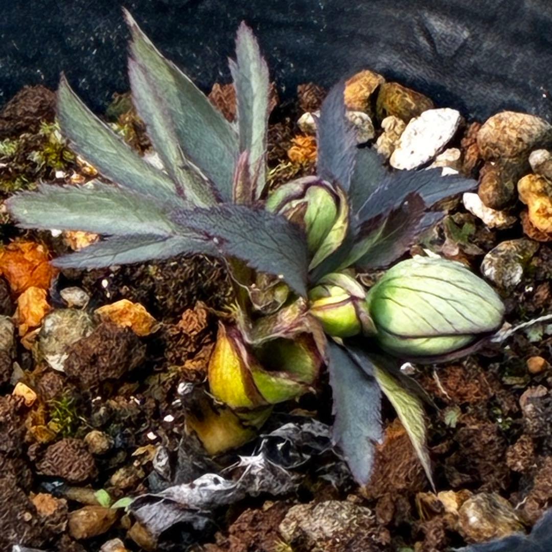 よ*ん様 3607☘️蕾付☘️4年管理株☘️6号⭐️原生地採取 ⭐️torqua