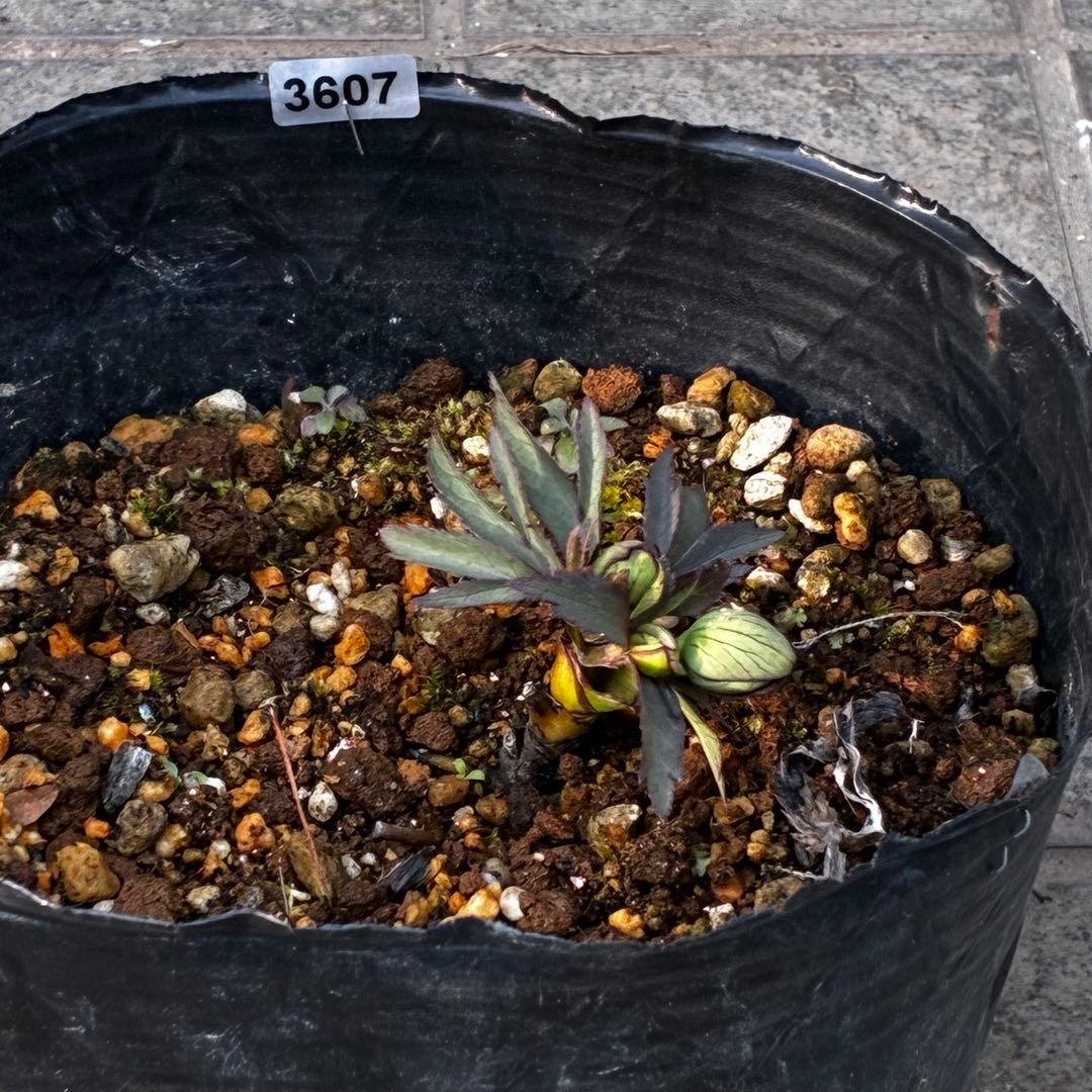 よ*ん様 3607☘️蕾付☘️4年管理株☘️6号⭐️原生地採取 ⭐️torqua