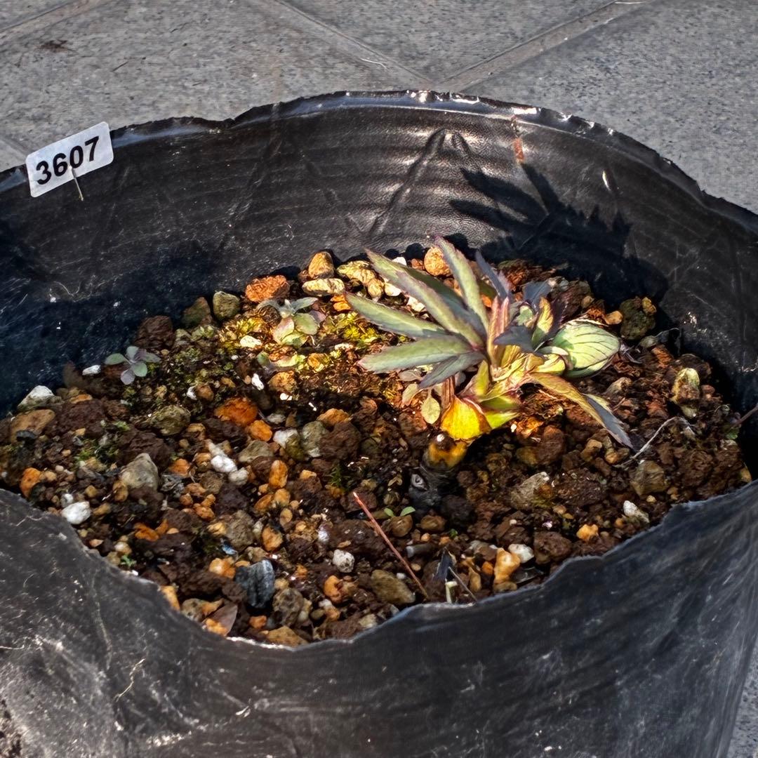 よ*ん様 3607☘️蕾付☘️4年管理株☘️6号⭐️原生地採取 ⭐️torqua