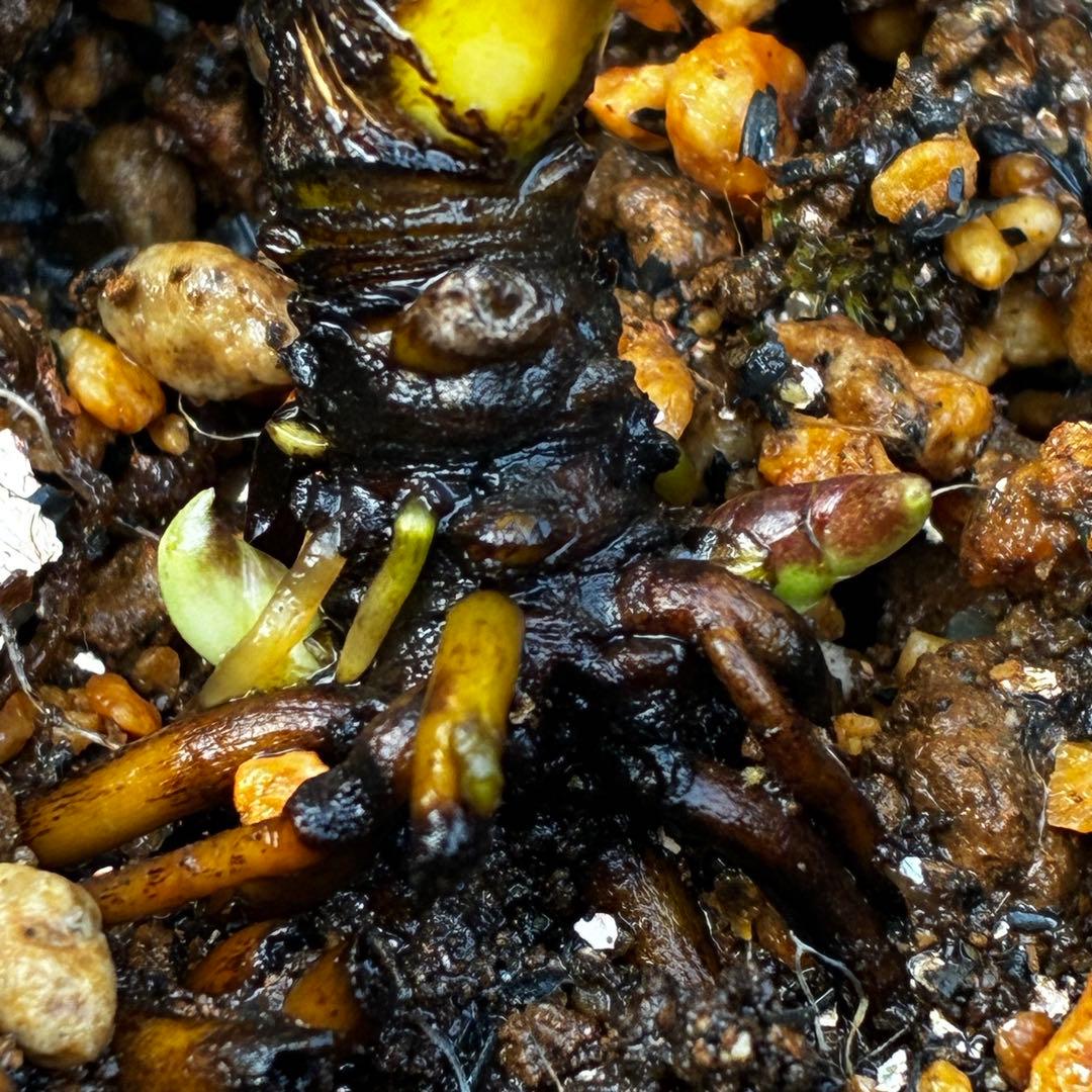 よ*ん様 3607☘️蕾付☘️4年管理株☘️6号⭐️原生地採取 ⭐️torqua