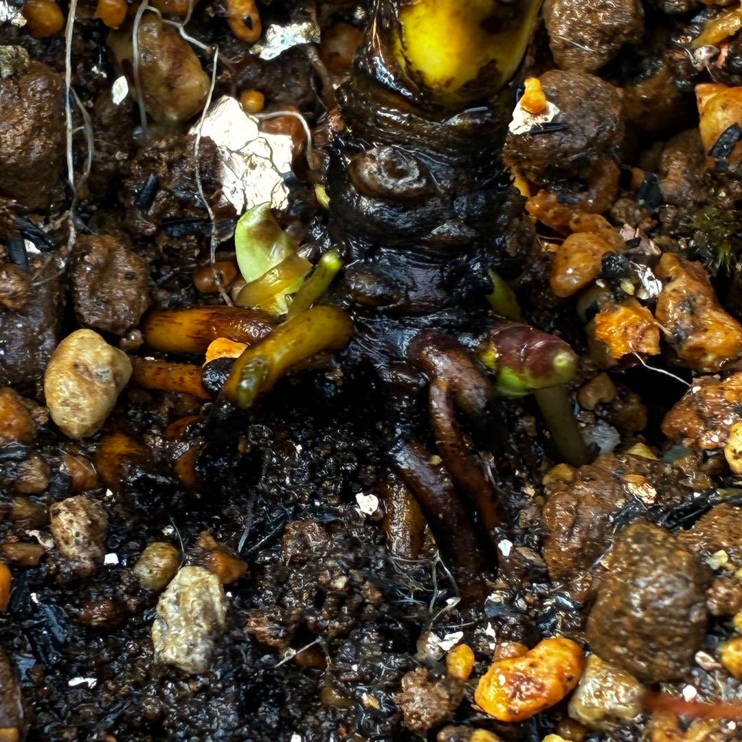 よ*ん様 3607☘️蕾付☘️4年管理株☘️6号⭐️原生地採取 ⭐️torqua