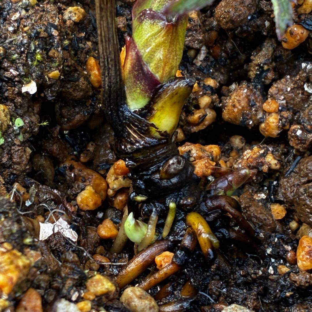 よ*ん様 3607☘️蕾付☘️4年管理株☘️6号⭐️原生地採取 ⭐️torqua