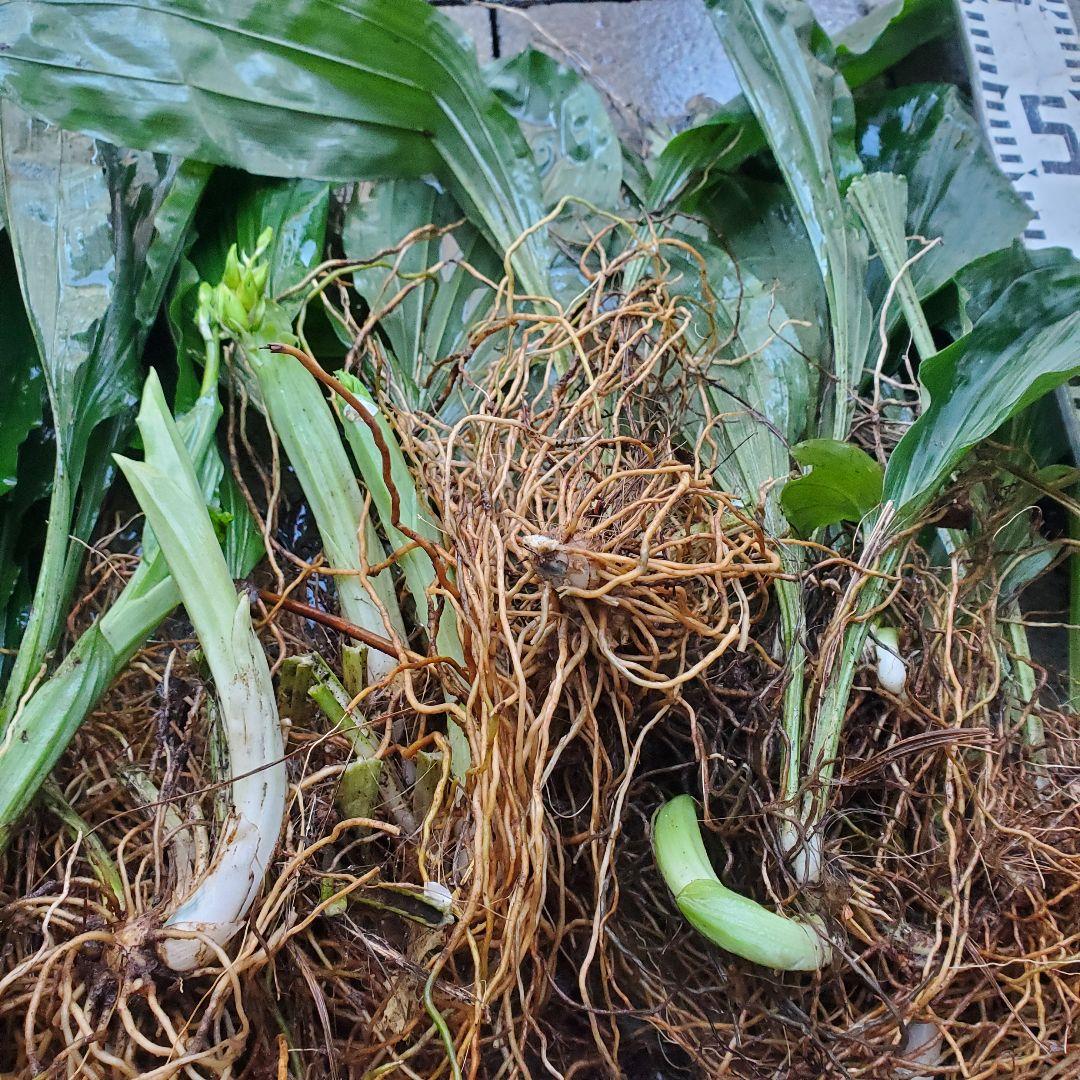 黄エビネ　エビネ　海老根蘭　蘭